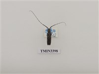 藏品(台灣縱縞天牛)的圖片